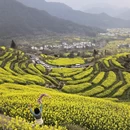 黄山旅游 缩略图 16