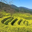黄山旅游 缩略图 6