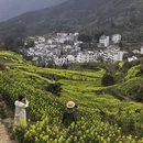 黄山旅游 缩略图 17