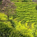 黄山旅游 缩略图 2