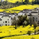 黄山旅游 缩略图 6