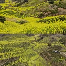 黄山旅游 缩略图 5