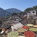 黄山旅游 缩略图 4