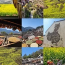 黄山旅游 缩略图 2