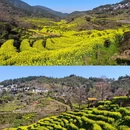 黄山旅游 缩略图 8