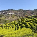 黄山旅游 缩略图 16