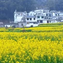 黄山旅游 缩略图 13