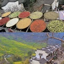 黄山旅游 缩略图 11