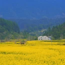 黄山旅游 缩略图 18