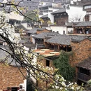 黄山旅游 缩略图 1