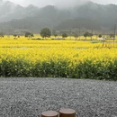 黄山旅游 缩略图 5