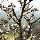 黄山旅游 缩略图 3