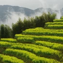 黄山旅游 缩略图 2