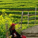 黄山旅游 缩略图 3