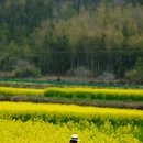 上饶旅游 缩略图 10