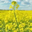 黄山旅游 缩略图 5