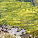 黄山旅游 缩略图 3