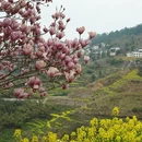 黄山旅游 缩略图 6