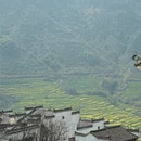 黄山旅游 缩略图 7