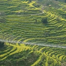 黄山旅游 缩略图 3