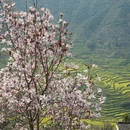 黄山旅游 缩略图 9