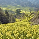 黄山旅游 缩略图 5