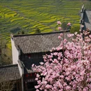 黄山旅游 缩略图 12