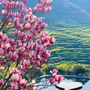 黄山旅游 缩略图 1