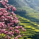 黄山旅游 缩略图 4
