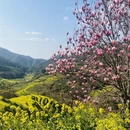 黄山旅游 缩略图 5