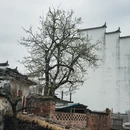 黄山旅游 缩略图 4