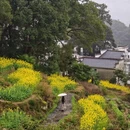 黄山旅游 缩略图 9