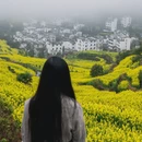 黄山旅游 缩略图 14