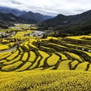 黄山旅游 缩略图 2