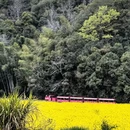 黄山旅游 缩略图 6