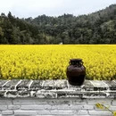 黄山旅游 缩略图 9