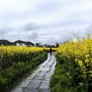 黄山旅游 缩略图 8