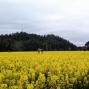 黄山旅游 缩略图 12