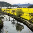 黄山旅游 缩略图 11