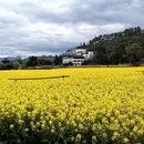 黄山旅游 缩略图 7