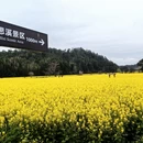 黄山旅游 缩略图 10