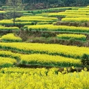 黄山旅游 缩略图 4