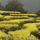 黄山旅游 缩略图 8