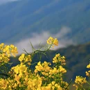 黄山旅游 缩略图 9