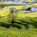 黄山旅游 缩略图 12