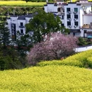 黄山旅游 缩略图 14