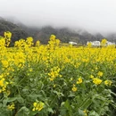 黄山旅游 缩略图 5