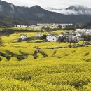 黄山旅游 缩略图 3