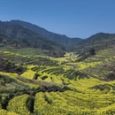 黄山旅游 缩略图 3
