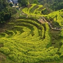 黄山旅游 缩略图 1